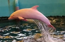 Biały delfin zmienia kolor, gdy jest zakłopotany