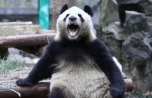 Ryk niedźwiedzia na chińskiej giełdzie. Świat drży