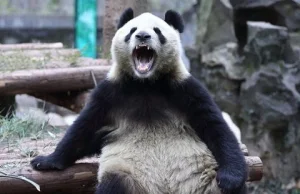 Ryk niedźwiedzia na chińskiej giełdzie. Świat drży