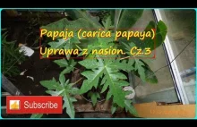 #264: Cz.3- papaja z nasion, uprawa, wzrost, szklarnia, folia, zimowanie