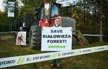 Próba siłowego zlikwidowania blokady wycinki w Puszczy Białowieskiej