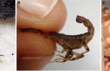 Kosztowna autotomia skorpionów