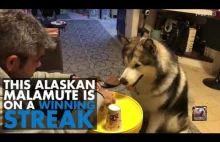 Genialny Alaskan Malamute za każdym razem wygrywa w 3 kubki
