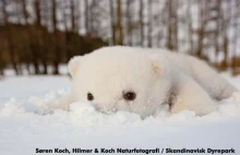 Niedźwiadek polarny pierwszy raz na śniegu.
