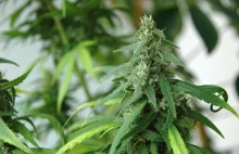 Kapsułki z marihuaną mogą wyprzeć z rynku wszystkie środki przeciwbólowe