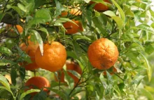 Gorzka pomarańcza - właściwości i zastosowanie
