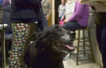 Zaginiony pies wrócił do rodziny po 10 latach