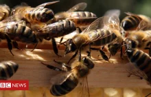 W USA policja zaaresztowała 12 i 13 latka za zabicie 500k pszczół