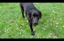 Podstawowe sztuczki psa - labrador retriever w akcji