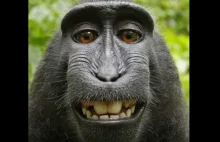 Małpa nie ma praw do selfie, które zrobiła, ale 25 proc. honorariów dla PETA