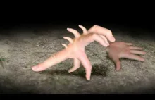 Ewolucja palca