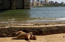 Tajemniczy stwór na brzegu East River w Nowym Yorku