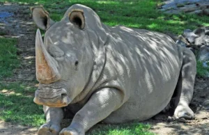 Surogatki ostatnią szansą nosorożców białych północnych