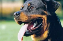 Rottweiler chronił dziecko przez noc w parku...