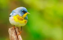 Z Ameryki Północnej zniknęły 3 miliardy ptaków.To wielki kryzys bioróżnorodności