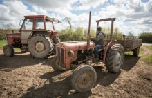 Brytyjscy rolnicy domagają się pozwolenia na pracę dla Polaków po Brexicie