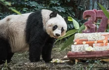 Najstarsza panda na świecie kończy 37 lat, ustalając tym samym światowy rekord