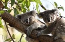 Zbiórka na rzecz szpitala "Port Macquarie Koala Hospital"