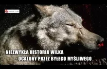 Niezwykła historia potrąconego wilka uratowanego przez dobrych ludzi