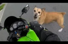 Zwierzęta vs Motocykliści #1 - Psy atakują...