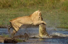 Lwica rzuciła się czającego się w rzece krokodyla