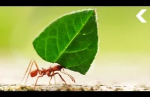 Po co mrówki zbierają liście w mrowisku?