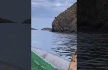 W Kanadzie sfilmowali łosia skaczącego z klifu do wody