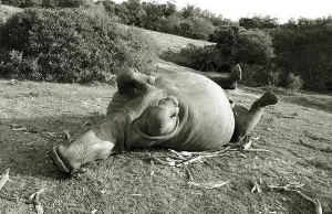 Kłusownicy zabili samicę nosorożca dla 1 cm rogu. Weterynarze usunęli go...