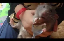 szczurek zajadający się nutellą