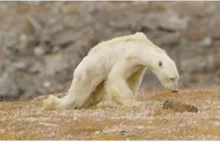 Fotograf zrobił ujęcia umierającego z głodu niedźwiedzia polarnego.