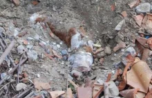 Pies przeżył 40 godzin pogrzebany przez właściciela