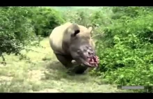 Uśpiony przez kłusowników nosorożec budzi się.
