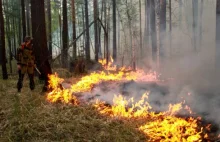 Syberia bez... leśniczego. Chińskie firmy rabują rosyjskie lasy. Tajga w ogniu