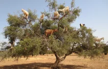 Co kozy mają wspólnego ze skakaniem po drzewach, olejem arganowym i...