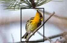 Merlin Bird Photo ID – sztuczna inteligencja rozpoznająca gatunki ptaków.