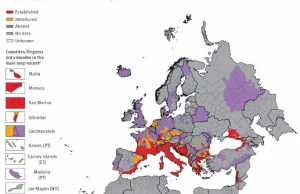 MAPA występowania KOMARA TYGRYSIEGO w Europie. Jest już w Czechach