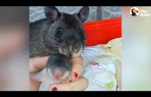 Szczurza mama pokazuje swoje nowo narodzone młode ludzkiej mamie