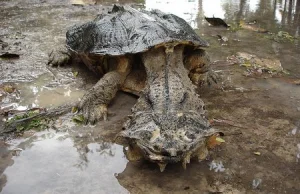 Najdziwniejsze zwierzęta świata.