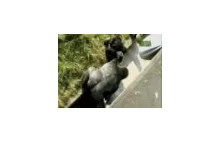 Dziecko wpadło do wybiegu goryli w zoo