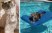 20+ Cats Who Immediately Regretted Their Poor Life Choices