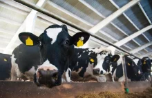 Przemysł mięsny i mleczarski zatruwają środowisko bardziej niż paliwowy