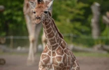 Młoda, jeszcze dość koślawo wyglądająca żyrafka :)