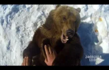 Jak skontrolować stan zębów u niedźwiedzia?