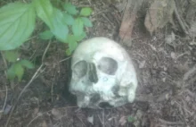 Sosnowiec. W parku leśnym ujawniono czaszkę, prawdopodobnie ludzką
