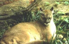 Wymieranie gatunków to fakt. Puma wschodnia oficjalnie przeszła do historii