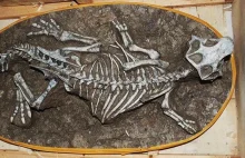 Pod schodami domu w Chinach znaleziono szkielet i 213 jaj dinozaura