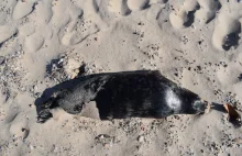 Wczoraj znaleziono kolejne 3 martwe foki