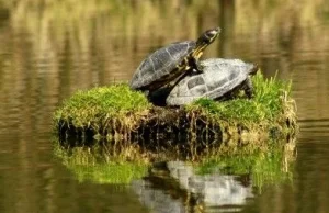 Inwazja żółwi - Niszczą ekosystem i wypierają rodzime gatunki