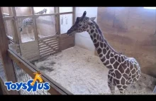 Transmisja na Żywo - Żyrafa w nowojorskim zoo spodziewa się małego