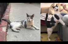 Uliczny bezdomny kot dostaje nowe życie.